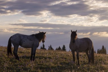 wild horses in summer in the Pryor Mountains Montana