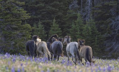 wild horses in summer in the Pryor Mountains Montana