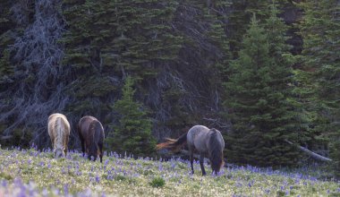 wild horses in summer in the Pryor Mountains Montana