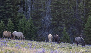 wild horses in summer in the Pryor Mountains Montana