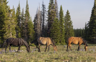 wild horses in summer in the Pryor Mountains Montana