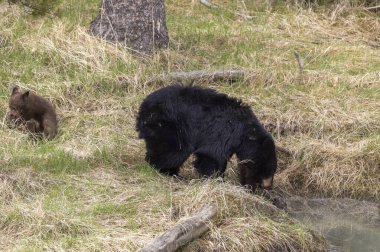 Yaban domuzu ve yavrusu baharda Yellowstone Ulusal Parkı 'nda.