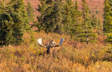 Alaska Yukon geyiği Sonbaharda Denali Ulusal Parkı Alaska 'da