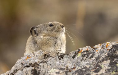Sonbaharda Denali Ulusal Parkı Alaska 'da şirin yakalı bir pika.