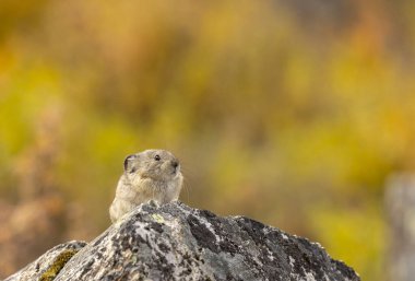 Sonbaharda Denali Ulusal Parkı Alaska 'da şirin yakalı bir pika.