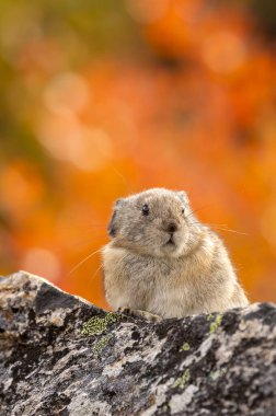Sonbaharda Denali Ulusal Parkı Alaska 'da bir kayanın üzerinde yakalı bir pika.