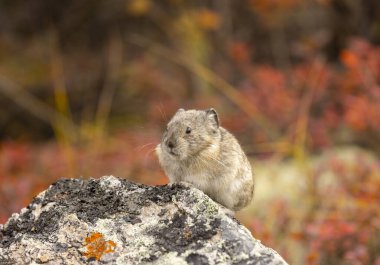 Sonbaharda Denali Ulusal Parkı Alaska 'da bir kayanın üzerinde yakalı bir pika.