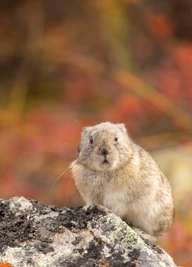 a collared pika on a rock in Denali National Park Alaska in autumn clipart