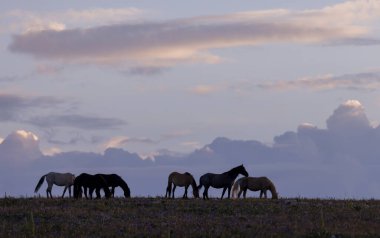 Pryor dağlarında vahşi bir at Yazın Montana 'da