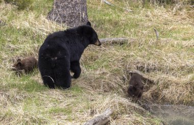 Yellowstone Ulusal Parkı Wyoming 'de bir siyah ayı ve yavruları var.