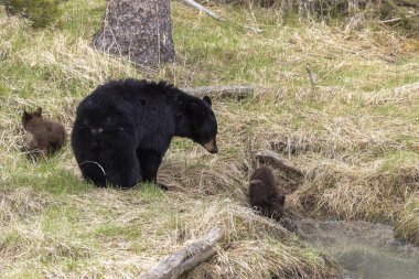 Yellowstone Ulusal Parkı Wyoming 'de bir siyah ayı ve yavruları var.