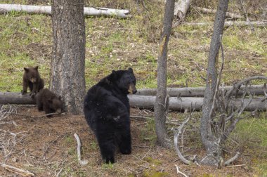 Yellowstone Ulusal Parkı Wyoming 'de bir siyah ayı ve yavruları var.