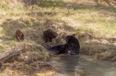 Yellowstone Ulusal Parkı Wyoming 'de bir siyah ayı ve yavruları var.