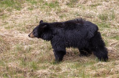 Yellowstone Ulusal Parkı Wyoming 'de baharda bir kara ayı.