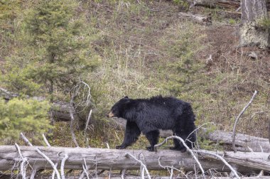 Yellowstone Ulusal Parkı Wyoming 'de baharda bir kara ayı.