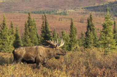 Alaska Yukon geyiği Sonbaharda Denali Ulusal Parkı Alaska 'da