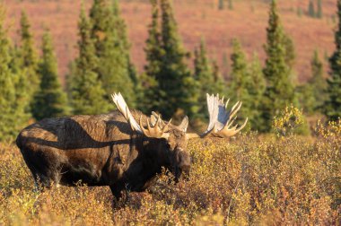 Alaska Yukon geyiği Sonbaharda Denali Ulusal Parkı Alaska 'da