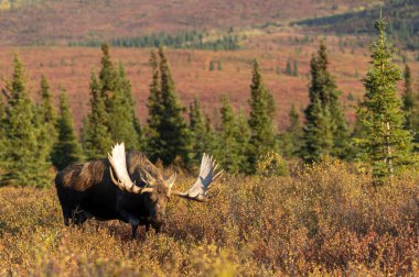 Alaska Yukon geyiği Sonbaharda Denali Ulusal Parkı Alaska 'da