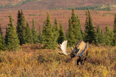 Alaska Yukon geyiği Sonbaharda Denali Ulusal Parkı Alaska 'da