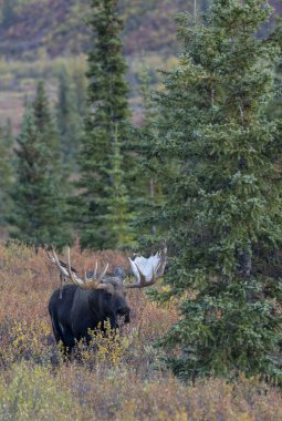 Alaska Yukon geyiği Sonbaharda Denali Ulusal Parkı Alaska 'da