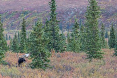 Alaska Yukon geyiği Sonbaharda Denali Ulusal Parkı Alaska 'da