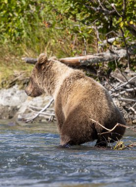 Alaska Kenai Nehri 'nde sonbaharda somon balığı avlayan kahverengi bir ayı.
