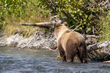 Alaska Kenai Nehri 'nde sonbaharda somon balığı avlayan kahverengi bir ayı.