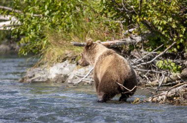 Alaska Kenai Nehri 'nde sonbaharda somon balığı avlayan kahverengi bir ayı.