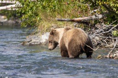 Alaska Kenai Nehri 'nde sonbaharda somon balığı avlayan kahverengi bir ayı.