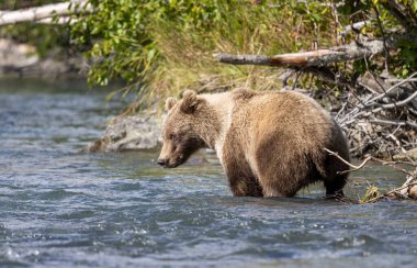 Alaska Kenai Nehri 'nde sonbaharda somon balığı avlayan kahverengi bir ayı.