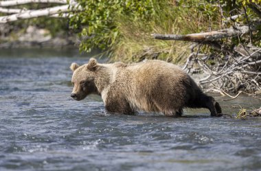 Alaska Kenai Nehri 'nde sonbaharda somon balığı avlayan kahverengi bir ayı.