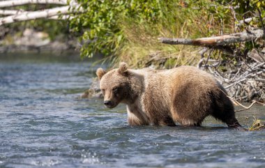 Alaska Kenai Nehri 'nde sonbaharda somon balığı avlayan kahverengi bir ayı.