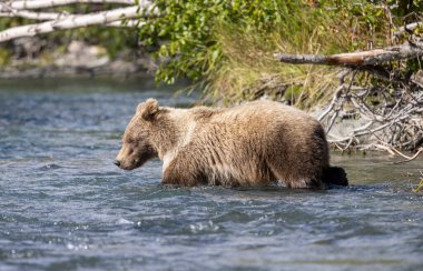 Alaska Kenai Nehri 'nde sonbaharda somon balığı avlayan kahverengi bir ayı.