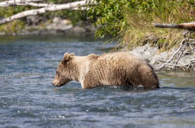 Alaska Kenai Nehri 'nde sonbaharda somon balığı avlayan kahverengi bir ayı.