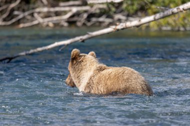 Alaska Kenai Nehri 'nde sonbaharda somon balığı avlayan kahverengi bir ayı.
