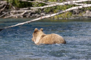 Alaska Kenai Nehri 'nde sonbaharda somon balığı avlayan kahverengi bir ayı.