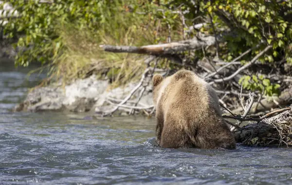 Alaska Kenai Nehri 'nde sonbaharda somon balığı avlayan kahverengi bir ayı.