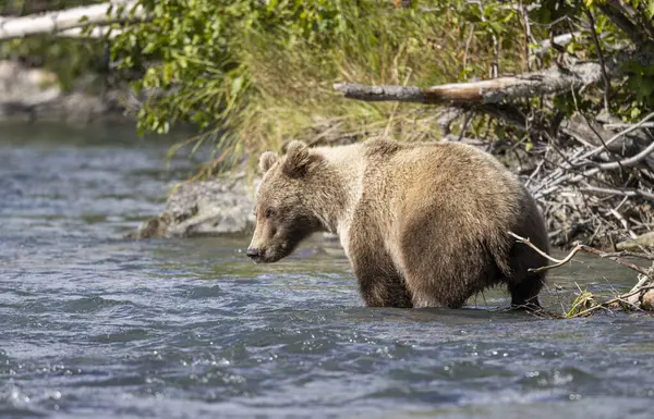 Alaska Kenai Nehri 'nde sonbaharda somon balığı avlayan kahverengi bir ayı.