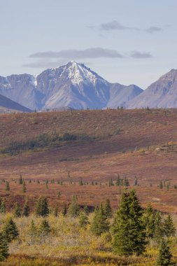 Denali Ulusal Parkı Alaska 'da manzaralı bir sonbahar manzarası