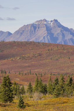 Denali Ulusal Parkı Alaska 'da manzaralı bir sonbahar manzarası