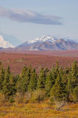 Denali Ulusal Parkı Alaska 'da manzaralı bir sonbahar manzarası