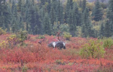 Denali Ulusal Parkı Alaska 'da sonbaharda kıraç ren geyiği boğaları