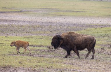Yellowstone Ulusal Parkı Wyoming 'de bahar zamanı bir bizon ineği ve buzağı.