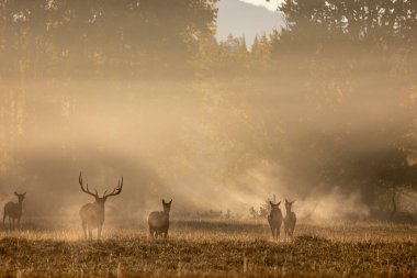 Grand Teton Ulusal Parkı Wyoming 'de sonbaharda rutin gündoğumunda bir geyik sürüsü.