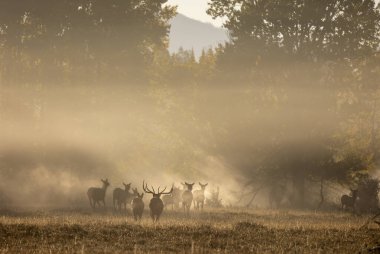 Grand Teton Ulusal Parkı Wyoming 'de sonbaharda rutin gündoğumunda bir geyik sürüsü.