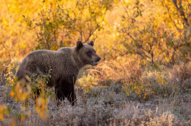 Sonbaharda Denali Ulusal Parkı 'nda bir boz ayı.