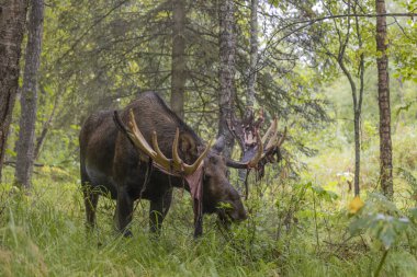 Alaska 'da sonbaharın başlarında bir yukon geyiği.