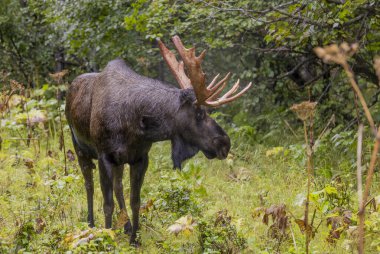 Alaska 'da sonbaharın başlarında bir yukon geyiği.