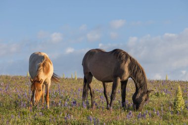 Yazın Montana 'daki Pryor Dağları' nda vahşi atlar