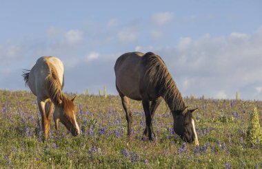 Yazın Montana 'daki Pryor Dağları' nda vahşi atlar